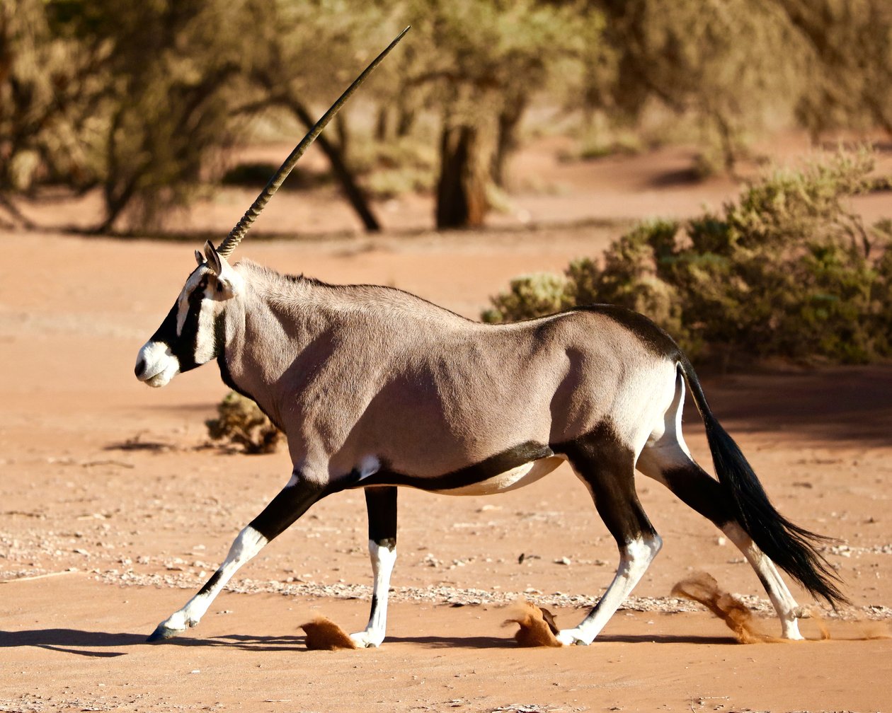 Oryx, Namib-ørkenen, 2017 (fotografi) af Unbekannter Künstler