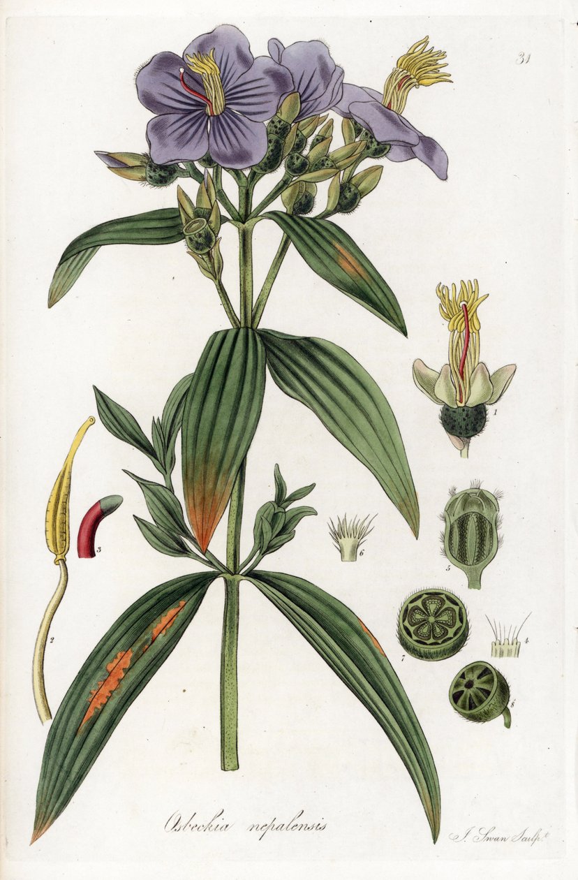 Osbeckia fra Nepal - litografi af J. Swan, efter en illustration af William Jackson Hooker (1785-1865), uddrag fra Flora Exotic, Scotland af Unbekannter Künstler