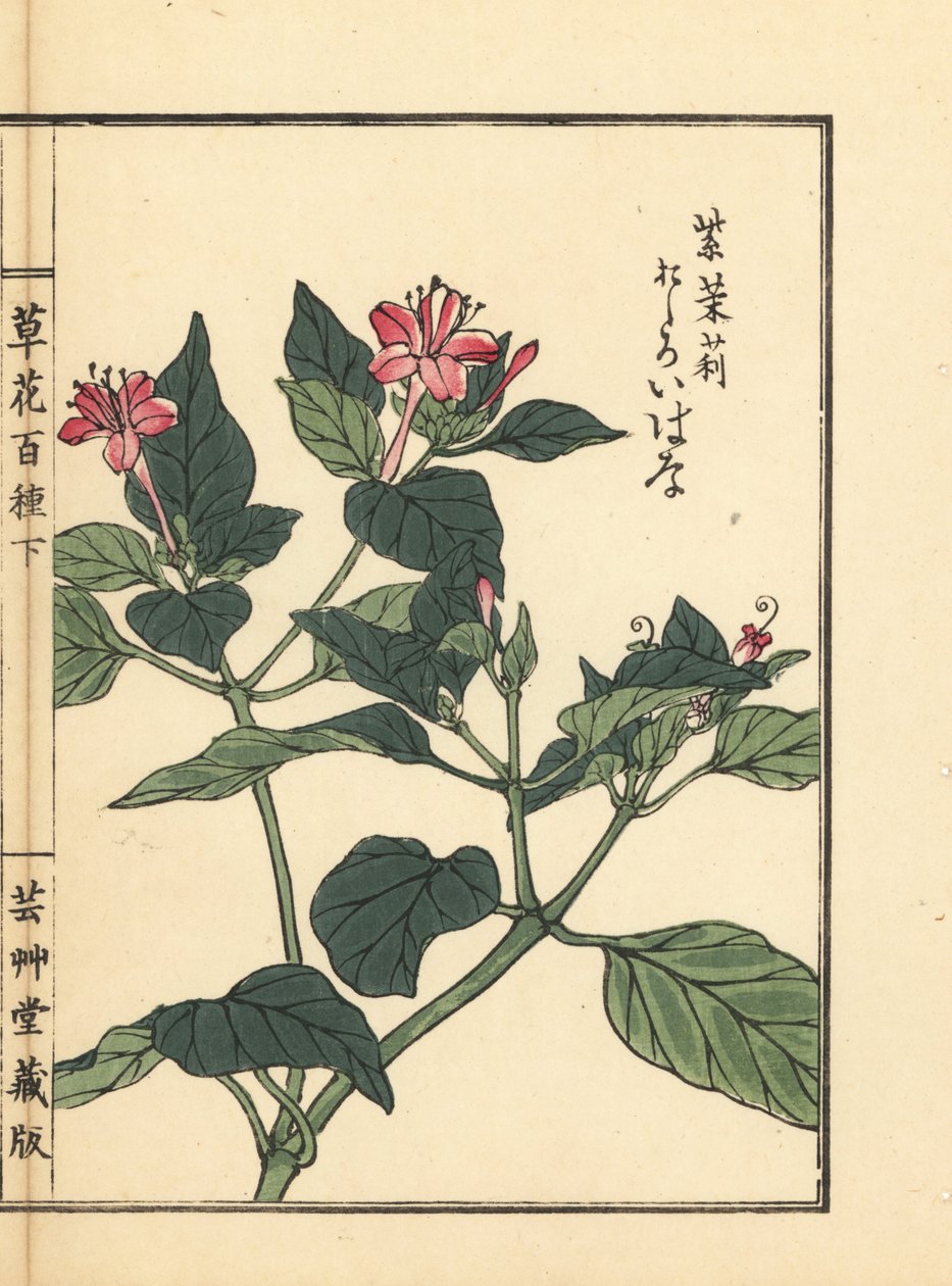 Oshiroibana eller Perus vidunder, Mirabilis jalapa. Håndkoloreret træsnit af Kono Bairei fra Kusa Bana Hyakushu (One Hundred Varieties of Flowers), Tokyo, Yamada af Unbekannter Künstler