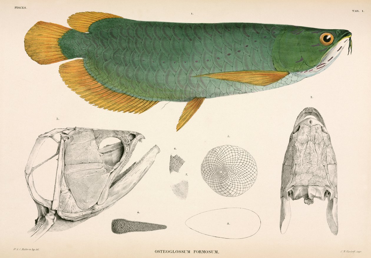 Osteoglossum formosum, Indonesien af Unbekannter Künstler