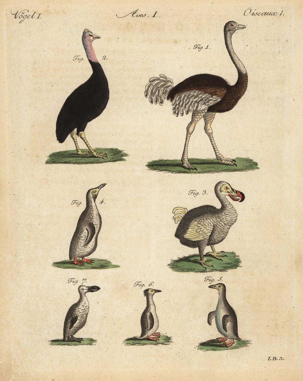Struds, Struthio camelus, kasuar, Struthio casuarius, uddød dodo, Raphus cucullatus og pingvinarter af Unbekannt
