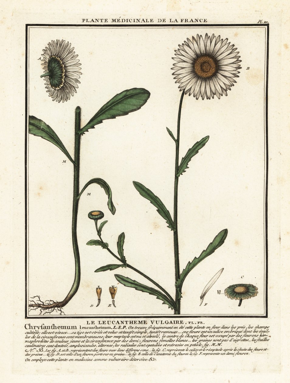 Okseøje tusindfryd, Leucanthemum vulgare. af Unbekannter Künstler
