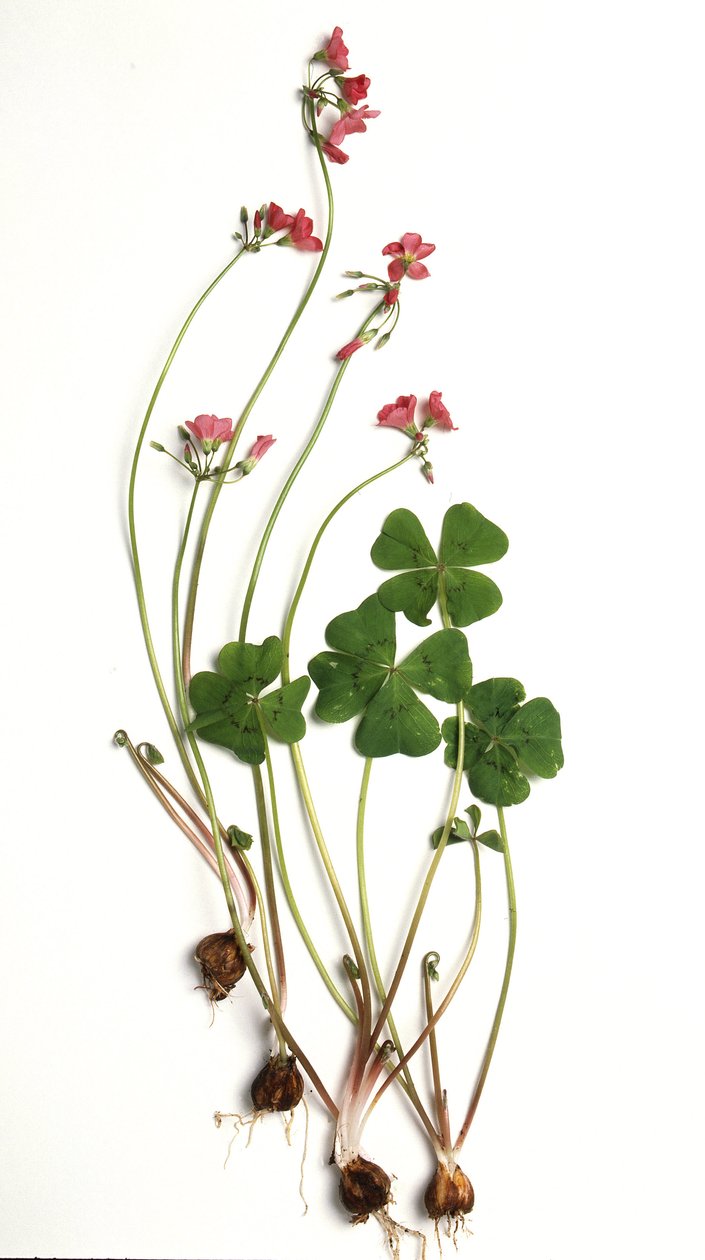 Oxalis tetraphylla / Oxalis deppei / Oxalid of Deppe af Unbekannt
