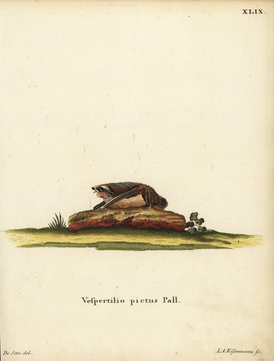 Malet uldflagermus, Kerivoula picta. Vespertilio pictus Linn. Håndkoloreret kobberstik af Jakob Andreas Eisenmann efter en illustration af Jacques de Seve. fra Johann Christian Daniel Schrebers Dyreillustrationer efter naturen eller Schrebers F af Unbekannter Künstler