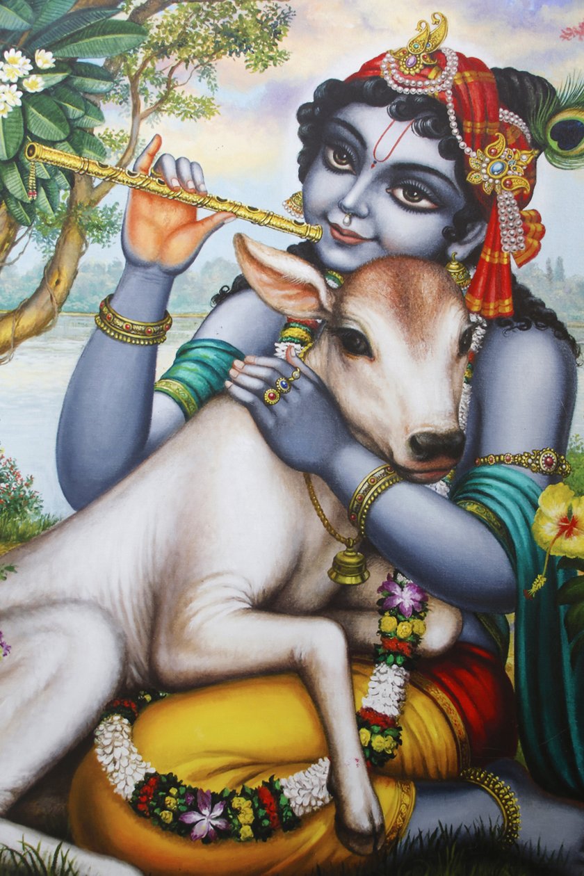 Maleri, der forestiller den hinduistiske gud Krishna, der spiller på fløjte og kæler for en kalv. Indien af Unbekannt