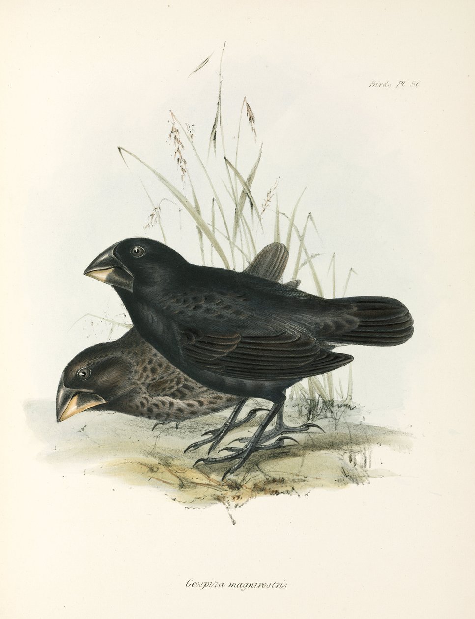 Et par store jordfinker, Galapagos-øerne, c 1832-1836 af Unbekannt