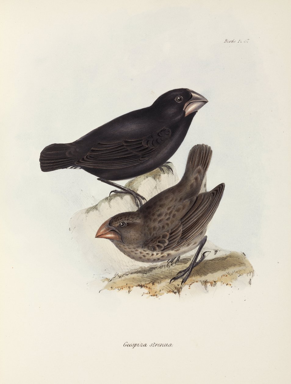 Finkepar, Galapagosøerne, c 1832-1836 af Unbekannt