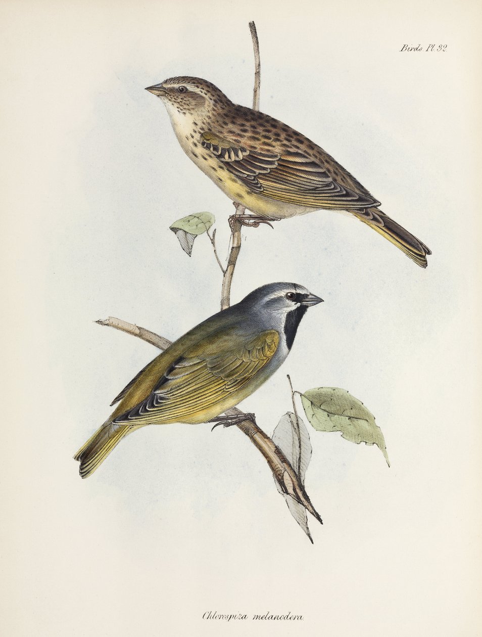 Par spurve eller finker, c 1832-1836 af Unbekannt