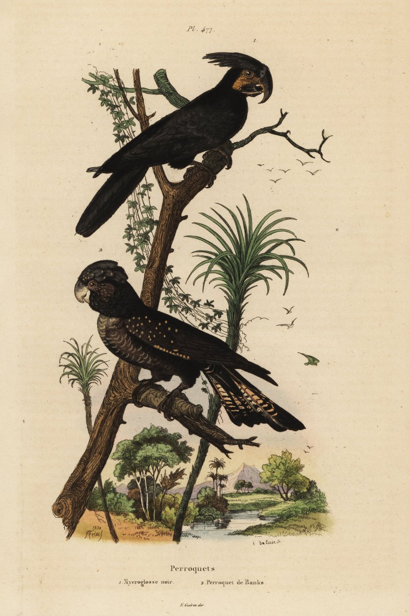 Palmekakadue, Probosciger aterrimus og rødhalet sort kakadue, Calyptorhynchus banks Mycroglosse noir et Perroquet de Banks af Unbekannt