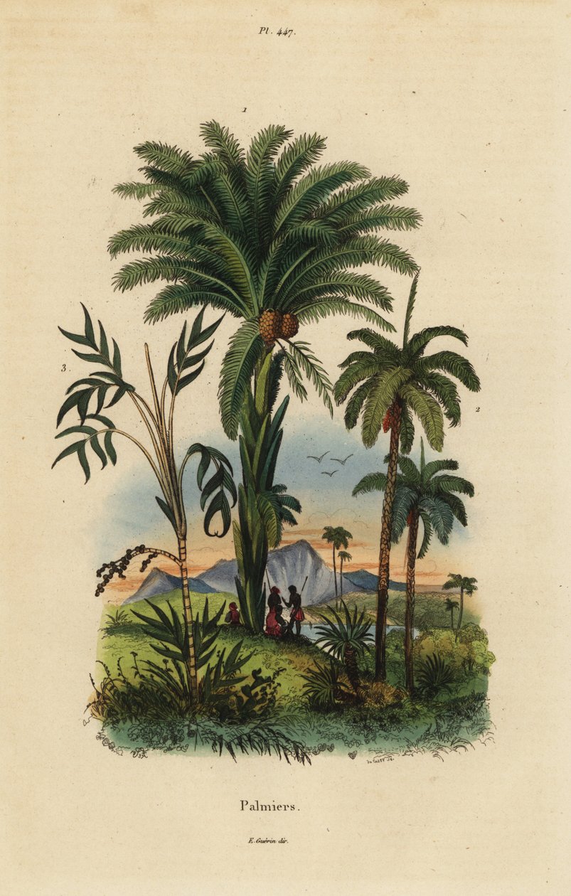 Palmer: daddelpalme, Phoenix dactylifera 1, Attalea art 2 og Geonoma art 3 af Unbekannt