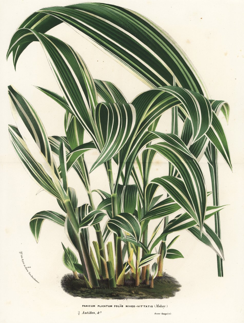 Palmegræs, Setaria palmifolia (Panicum plicatum foliis level-vittatis). Håndkoloreret litografi fra Louis van Houtte og Charles Lemaires Flowers of the Gardens and Hothouses of Europe, Flore des Serres et des Jardins de l