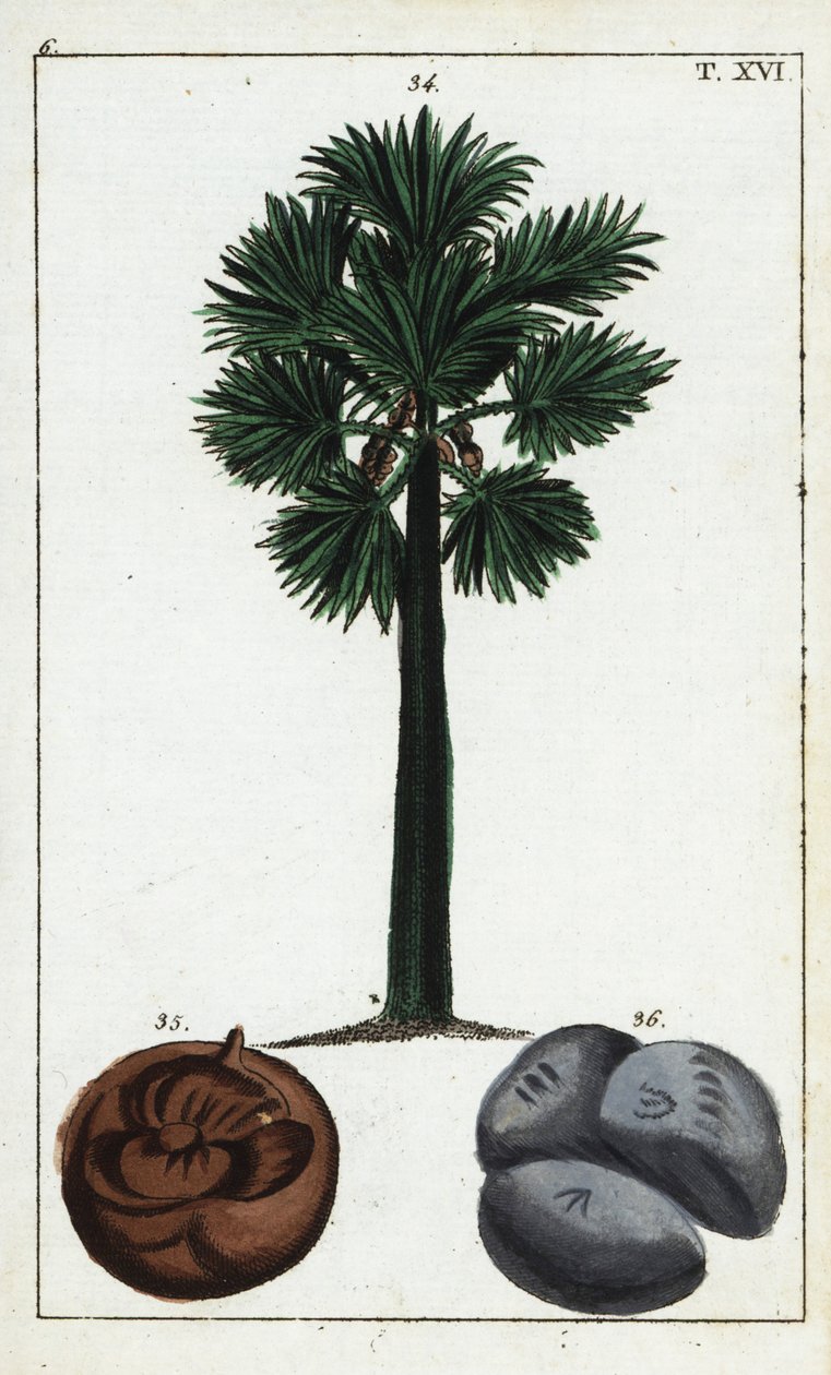 Palmyra palme, Borassus flabellifer. af Unbekannter Künstler
