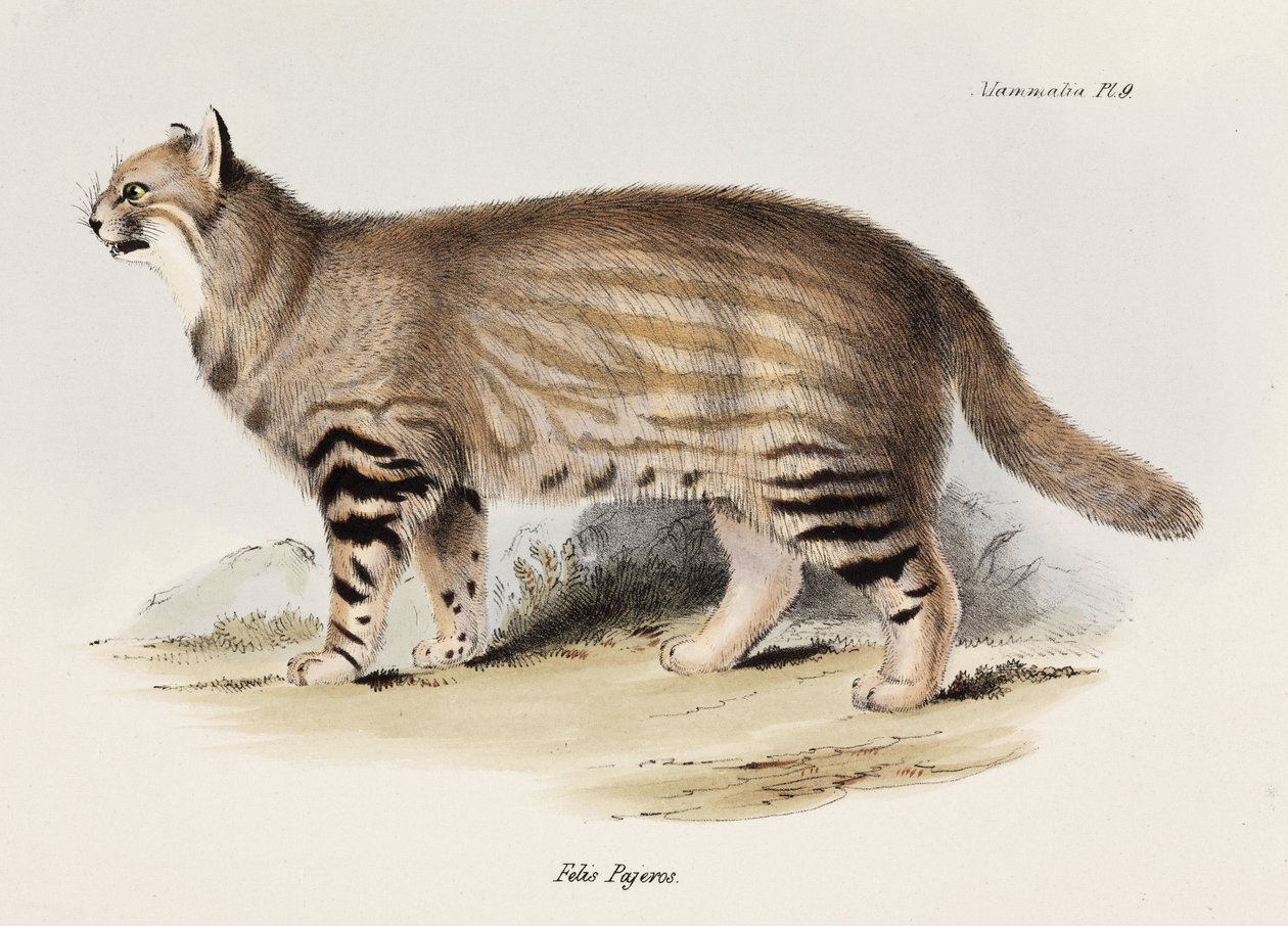 Pampaskat, Sydamerika, c 1832-1836 af Unbekannt