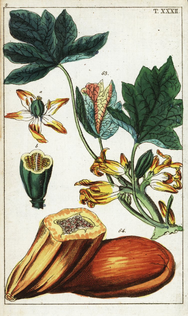 Papaya frugt, sektion, blomster og blade, Carica papaya. af Unbekannter Künstler