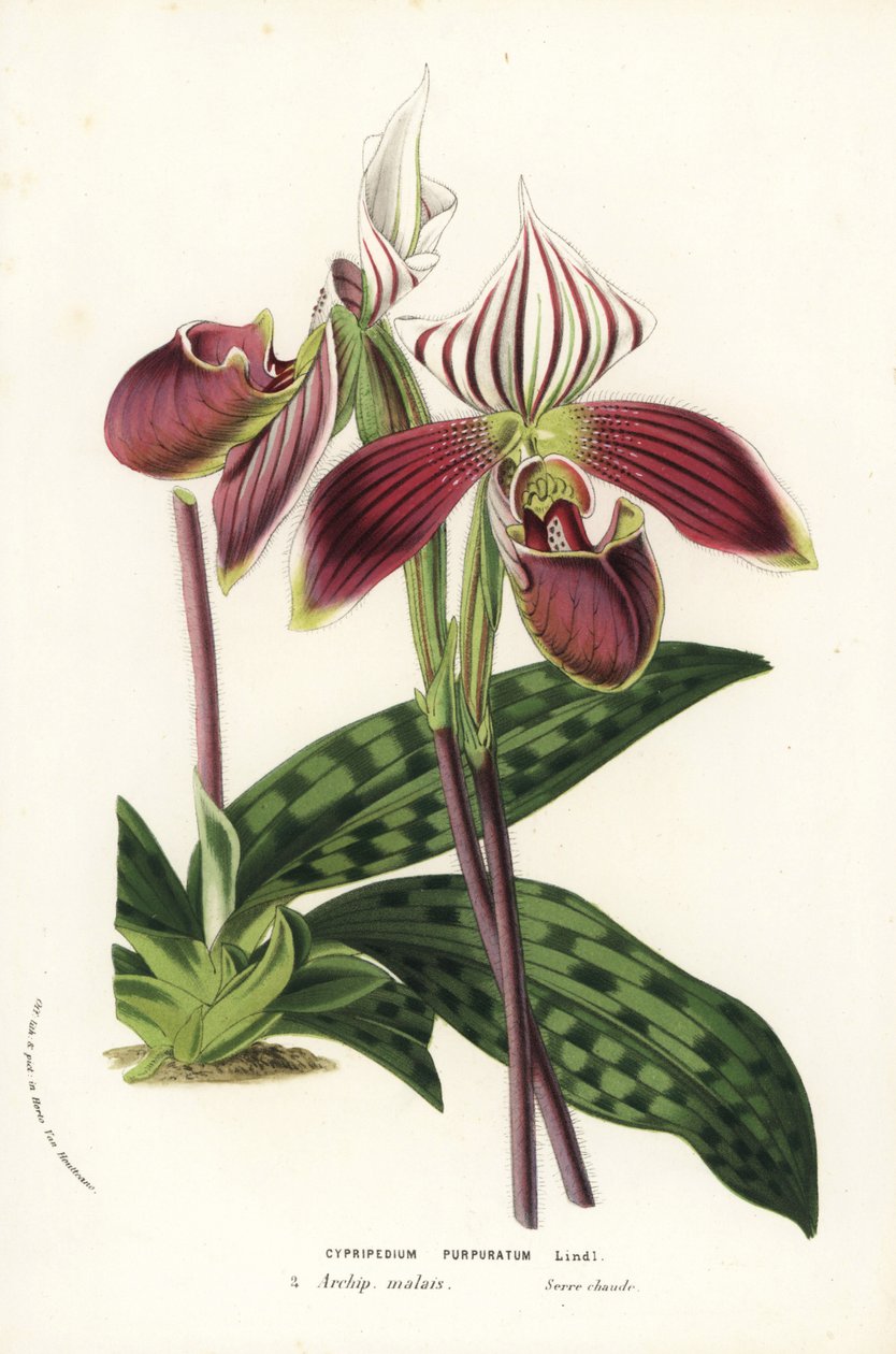Paphiopedilum purpurpuratum orkidé (Cypripedium purpuratum). Håndkoloreret litografi fra Louis van Houtte og Charles Lemaires Flowers of the Gardens and Hothouses of Europe, Flore des Serres et des Jardins de l