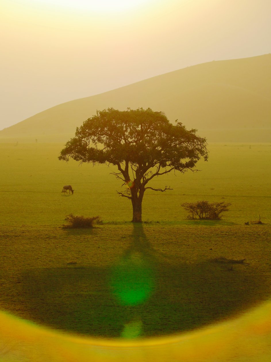 Paradis efter regnen, Chyulu Hills, 2018 (fotografi) af Unbekannter Künstler