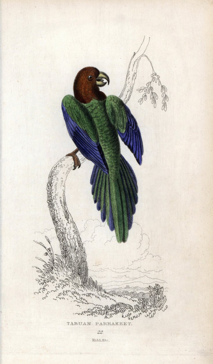 Parakit pumpadour, Prosopeia tabuensis. Psittacus tabuensis. Litografi af Joseph Kidd, baseret på en tegning af John Audubon, i Miscellany of Natural History: Parrots, Sir Thomas DiK Lauder and Captain Thomas Brown, udgivet i Edinburgh, Skotland, i 183 af Unbekannter Künstler