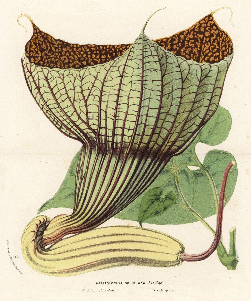 Pararistolochia goldieana (Aristolochia goldieana). Håndkoloreret litografi fra Louis van Houtte og Charles Lemaires Flowers of the Gardens and Hothouses of Europe, Flore des Serres et des Jardins de l