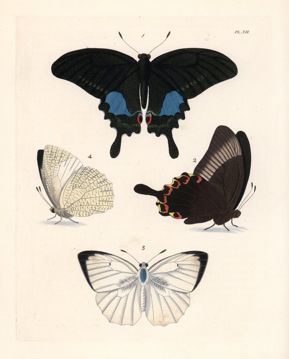 Pariserpåfugleøje, Papilio paris 1,2, og plettet emigrant, Catopsilia pyranthe 3.4. Håndkoloreret litografi fra John O. Westwoods nye udgave af Dru Drury
