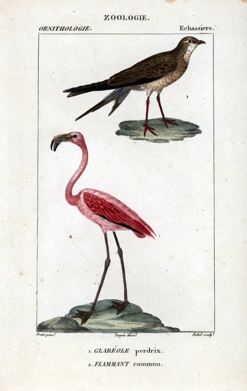 Agerhøne og lyserøde flamingoer - halsbåndsbavian, Glareola pratincola, og stor flamingo, Phoenicopterus roseus. Håndkoloreret kobberstik fra Dumont de Sainte-Croix