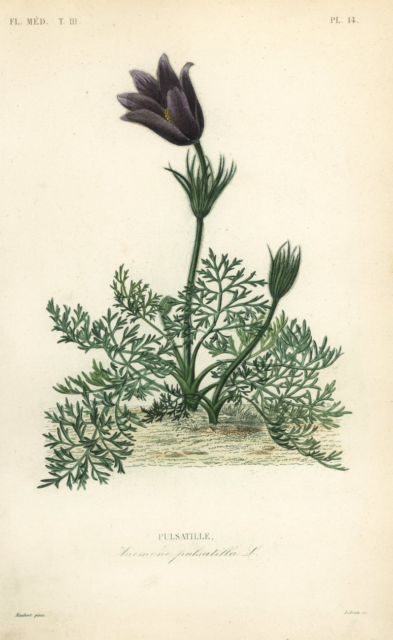 Pasqueflower eller danskerblod, Anemone pulsatilla, Pulsatille af Unbekannt