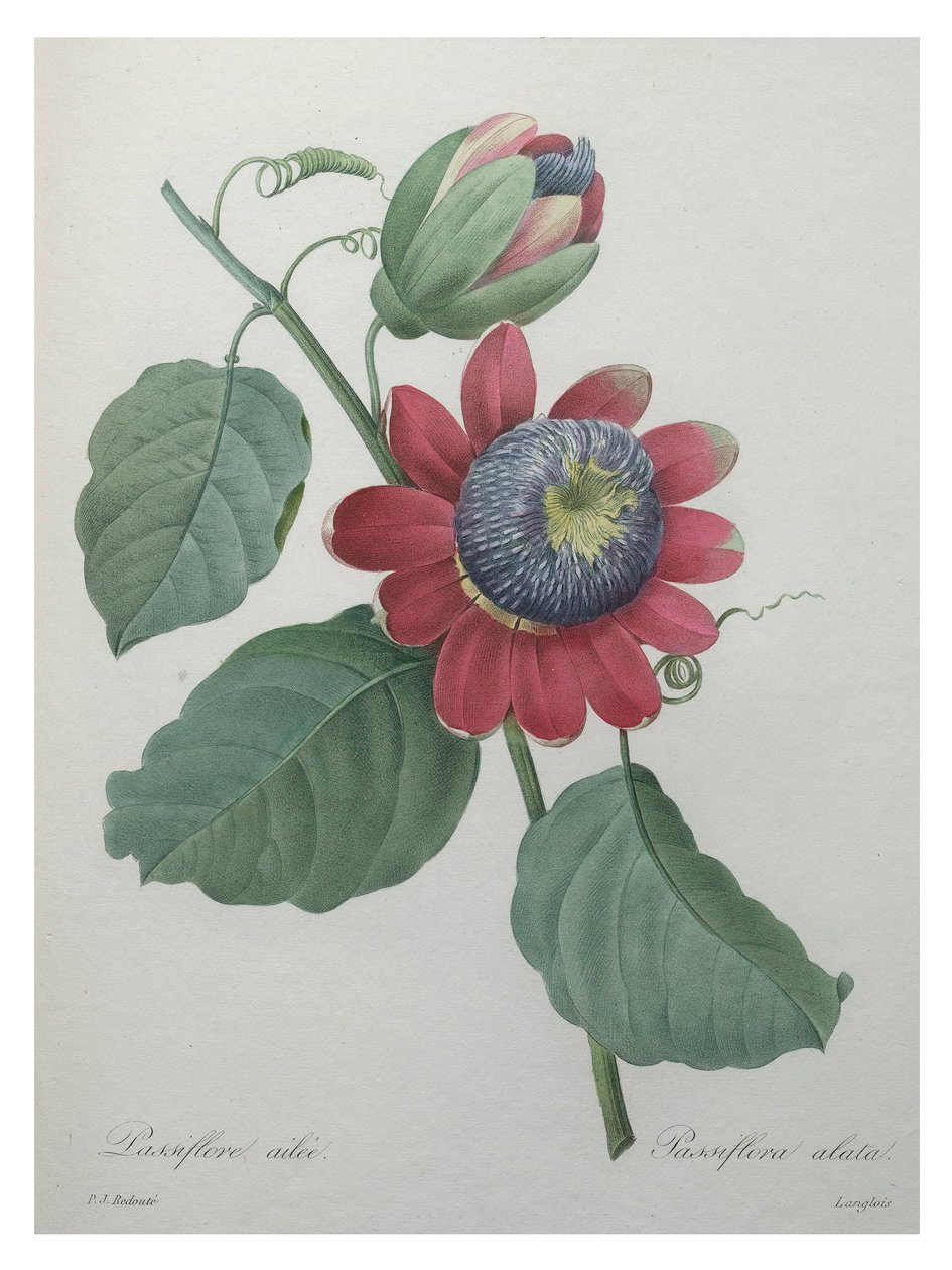 Passionsblomst af Unbekannt