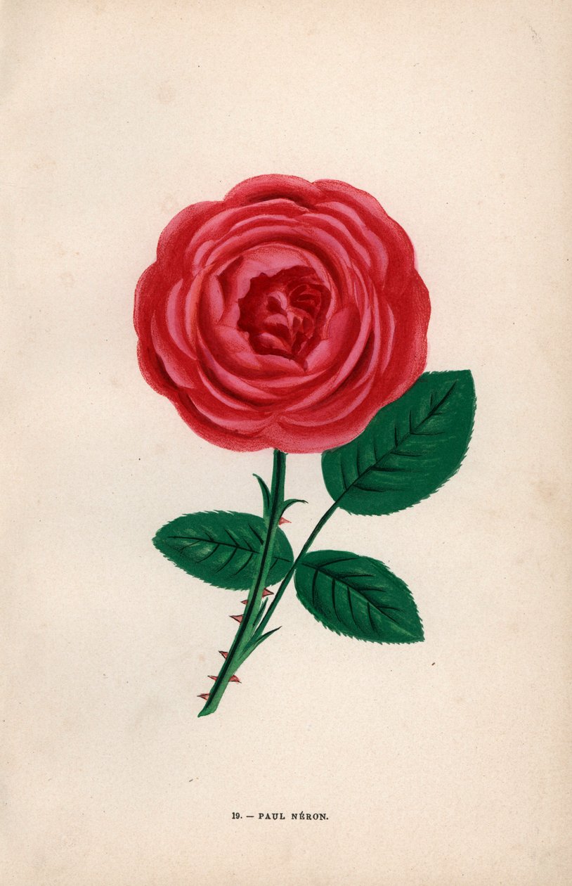 Paul Neron-rosen, skarlagenrød hybrid opdrættet af Monsieur Levet i Lyon i 1869. Kromolitografi tegnet og litograferet efter naturen af F. Grobon fra Hippolyte Jamain og Eugene Forneys "Les Roses", Paris, J. Rothschild. af Unbekannter Künstler