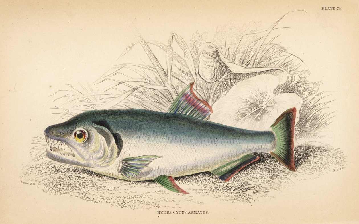 Payara, Hydrolycus armatus (stærktandet hydrocyon, Hydrocyon armatus). Håndkoloreret stålstik af W.H. Lizars efter en illustration af James Stewart fra Robert Schomburgs Fishes of Guiana, en del af Sir William Jardines Naturalist