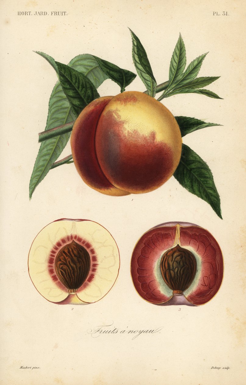 Ferskenfrugt, Prunus persica, snit gennem hvidt kød og rødt frugtkød af Unbekannt