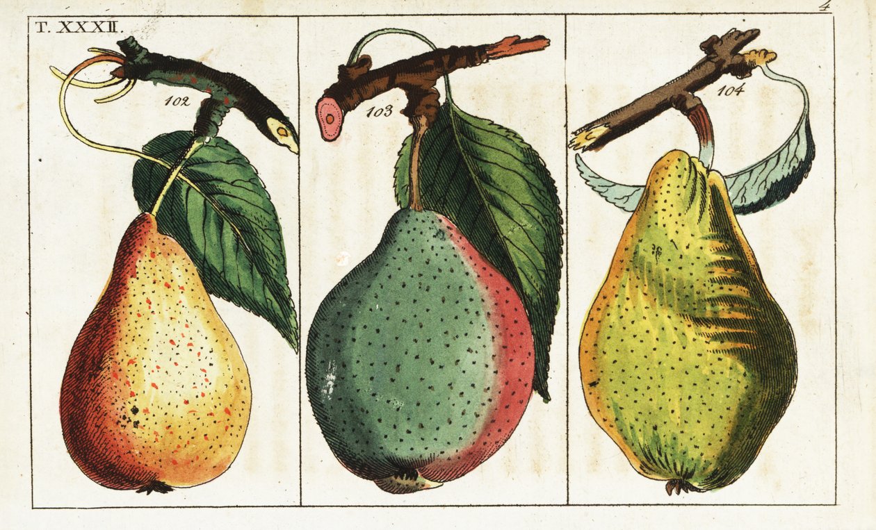 Pear varieties, Pyrus communis. af Unbekannter Künstler