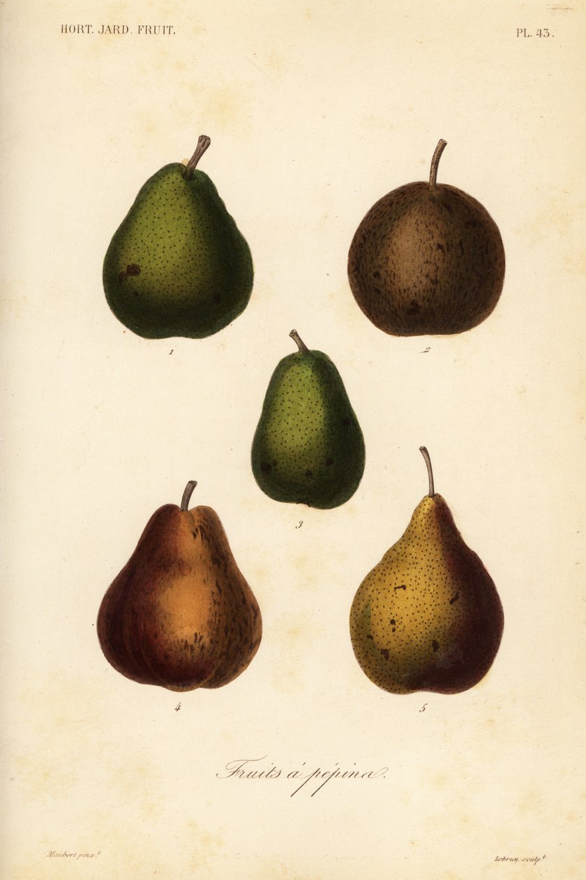 Pear varieties, Pyrus communis af Unbekannt