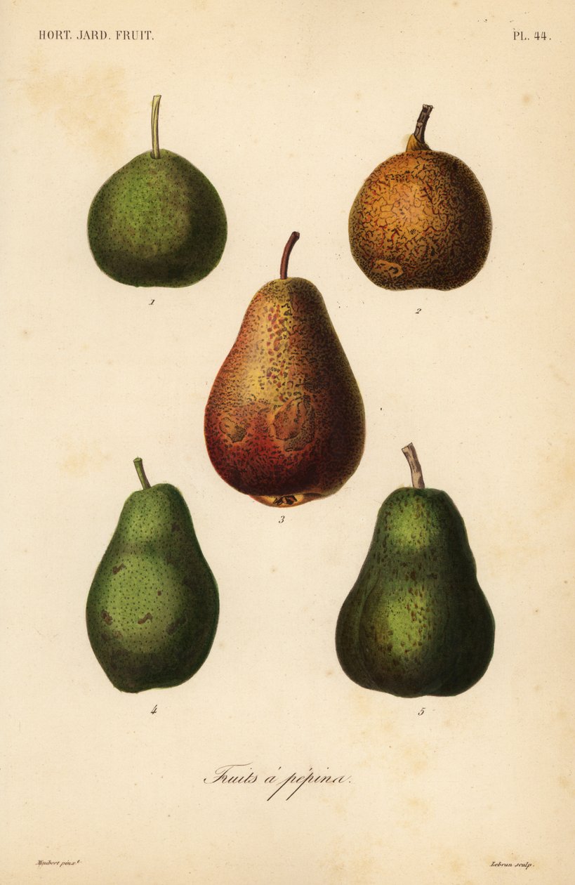 Pear varieties, Pyrus communis af Unbekannt