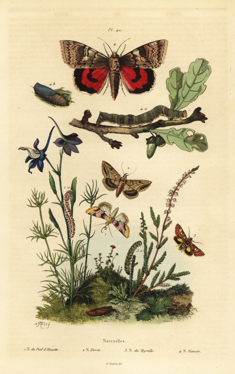 Ærteblomst, Periphanes delphinii 1, bomuldsbolleorm, Helicoverpa armigera 2, gul undervinge, Anarta myrtilli 3 og stor gul undervinge, Noctua pronuba, larve og puppe 4. Noctuelles sommerfugle af Unbekannt