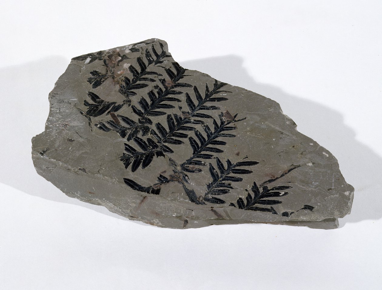 Pecopteris (Gymnosperm Frond) fundet ved Camerton, Somerset, Upper Carboniferous Period (foto) af Unbekannt