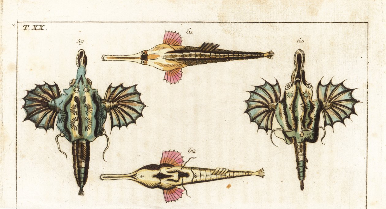 Pegase (eller lille dragefisk) - langhalet sommerfuglefisk - Kort dragefisk, Eurypegasus draconis 59,60, og langhalet sømandsfisk, Pegasus volitans 61,62. Håndkoloreret kobberstik fra Gottlieb Tobias Wilhelms Encyclopedia of Natural History: Fisk af Unbekannter Künstler