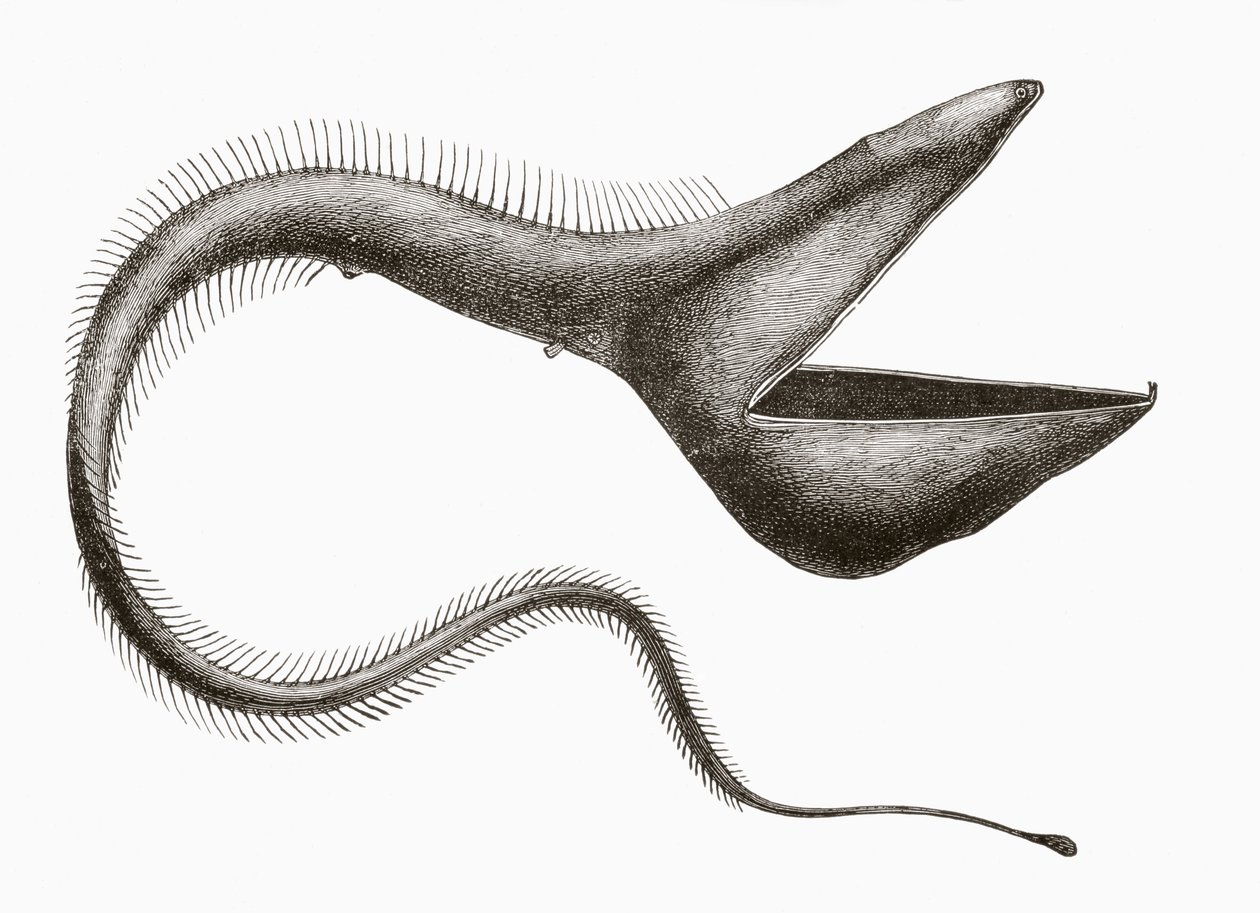 Pelican Eel eller Eurypharynx pelecanoides, en dybhavsfisk, der sjældent ses af mennesker, fra 