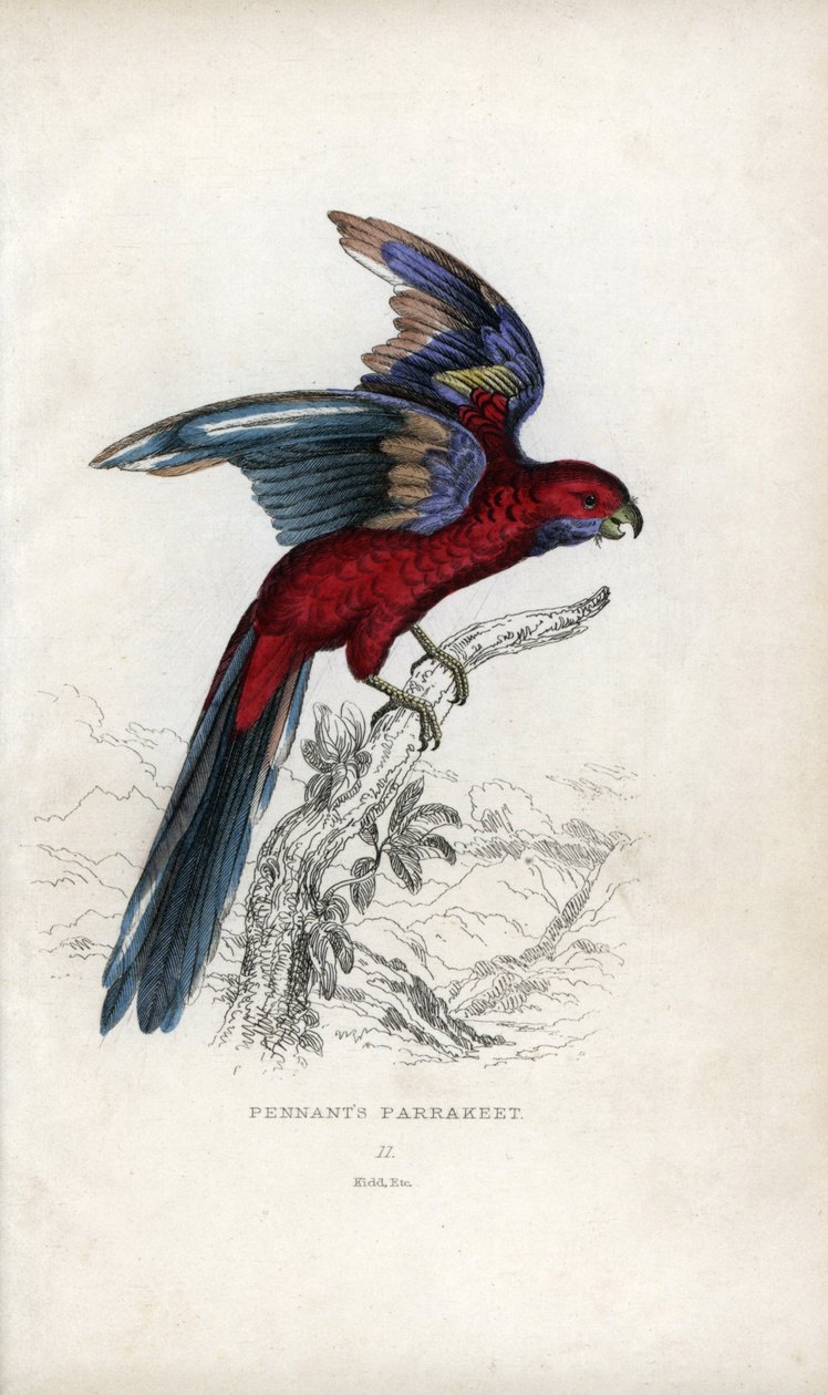 Pennants parakit, Psittacus pennantii. Platycercus elegans. af Unbekannter Künstler