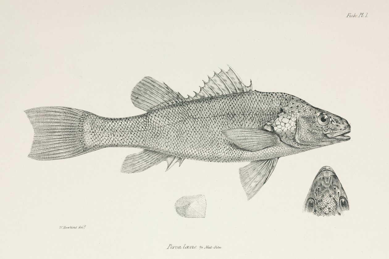Aborre, c 1832-1836 af Unbekannt