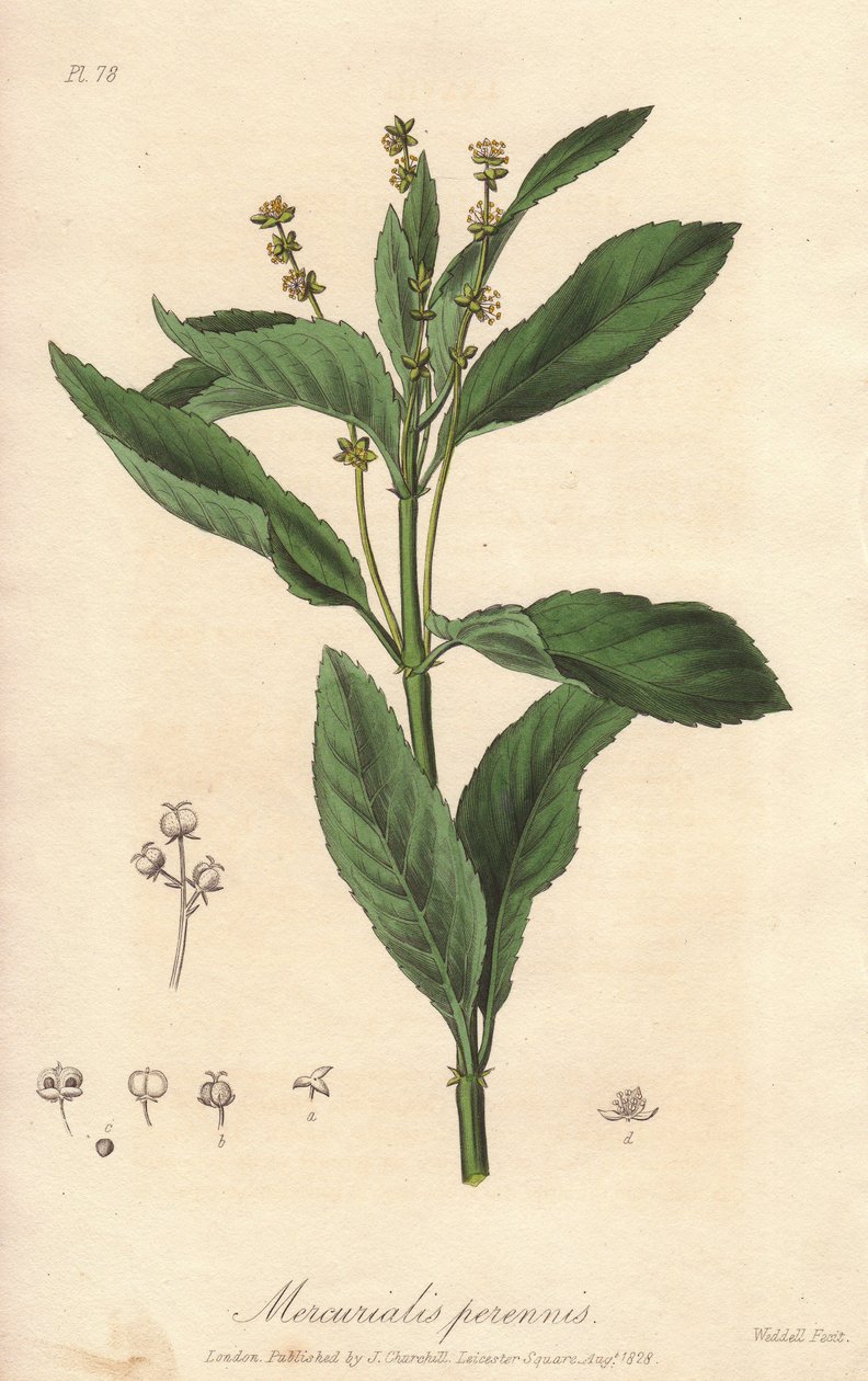 Flerårig mercuriale eller staude- eller hundekål (Mercurialis perennis) - stærkt vand af William Clarke til at illustrere "Medical Botanical, Description of the Medicinal Plants of London, Edinburgh and Dublin" af John Stephenson og James Morss Churchill, af Unbekannter Künstler