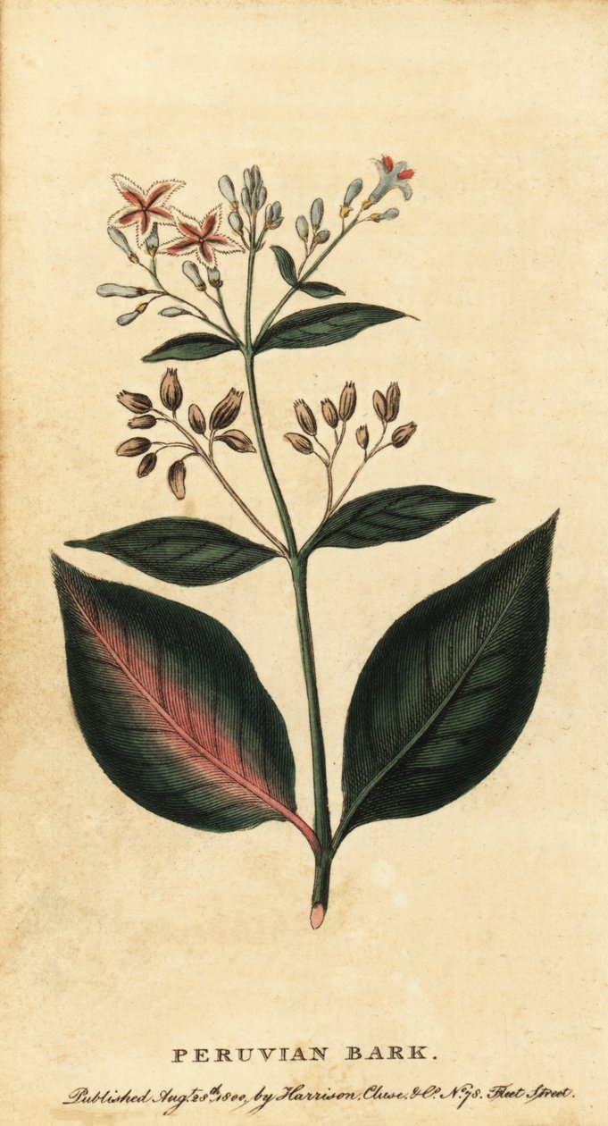Peruansk bark, Cinchona officinalis., 1800 (gravering) af Unbekannter Künstler