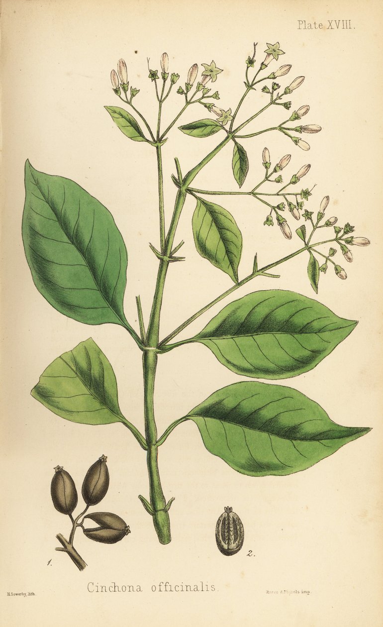Peruviansk barktræ eller kinintræ, Cinchona officinalis. Håndkoloreret litografi af Henry Sowerby fra Edward Hamiltons Flora Homeopathica, Bailliere, London. af Unbekannter Künstler