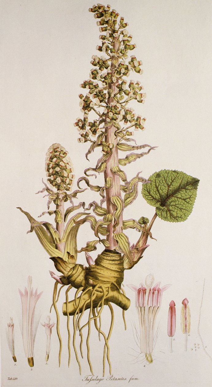 Petasites sp./Petasite af Unbekannt