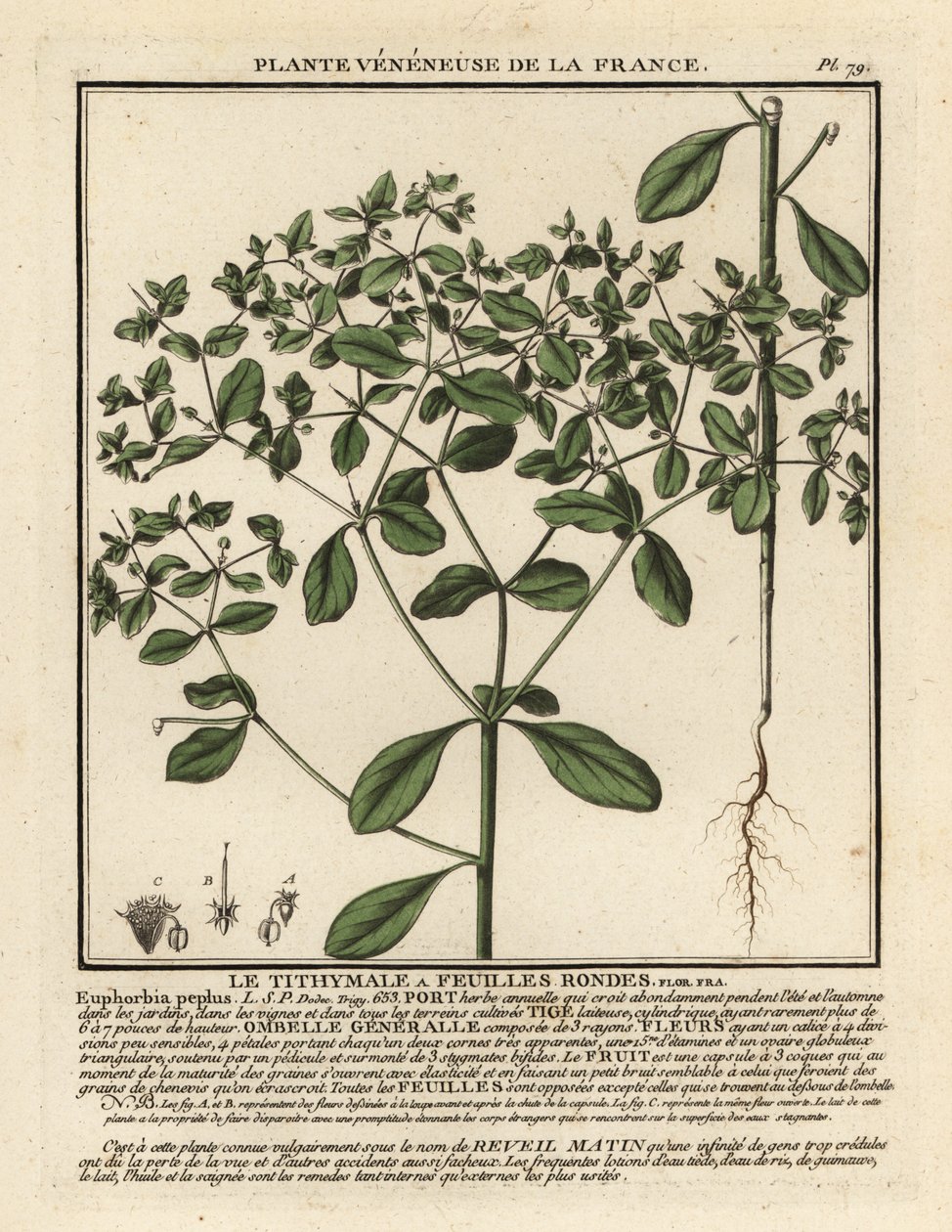 Petty spurge, Euphorbia peplus. af Unbekannter Künstler