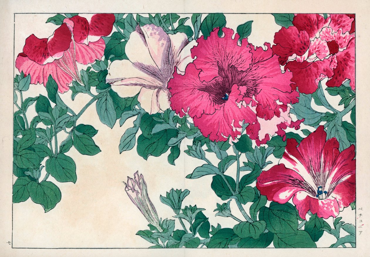Petunia variete (lyserød og hvid). Petunia-sorter. Håndkoloreret træsnit fra Konan Tanigamis "Seiyou Sokazufu" (Billedalbum af vestlige planter og blomster: sommer), Unsodo, Kyoto. af Unbekannter Künstler