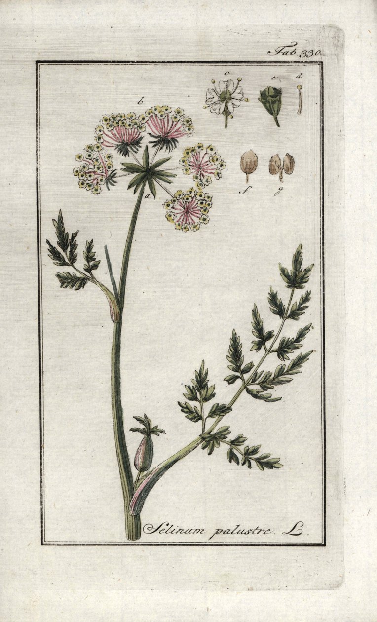 Peucedan-sump eller sump-persille (Selinum-sump). Litografi fra "Afbeelding der Artseny-Gewassen" af Johannes Zorn (1739-1799), Holland af Unbekannter Künstler
