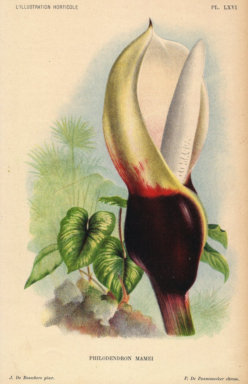 Philodendron mamei med hvid og blodrød blomsterstand. Tropisk eksotisk plante. Illustration af J. de Bosschere, litografi af P.de Pannemaeker, udgivet omkring 1880 i Gent (Belgien), i L