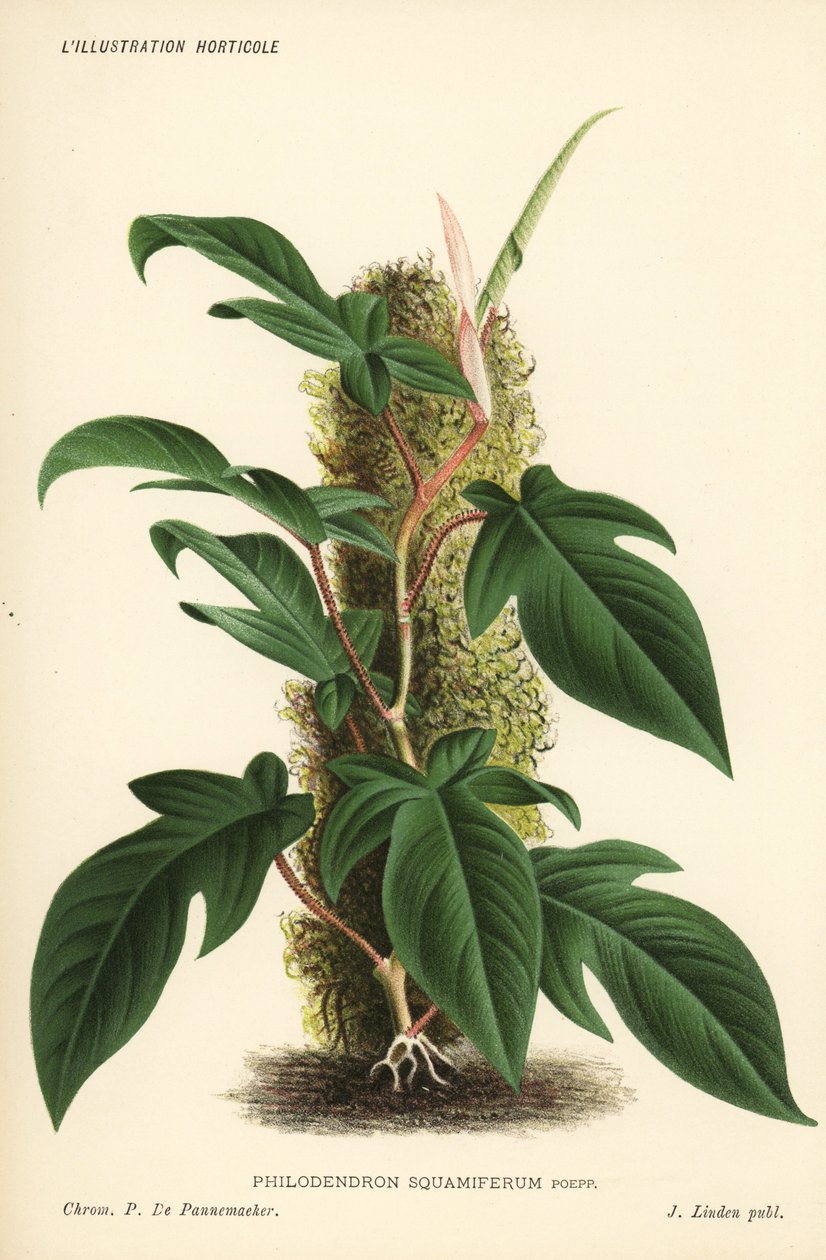 Philodendron squamiferum løvplante. Kromolitografi af Pieter de Pannemaeker fra Jean Lindens l