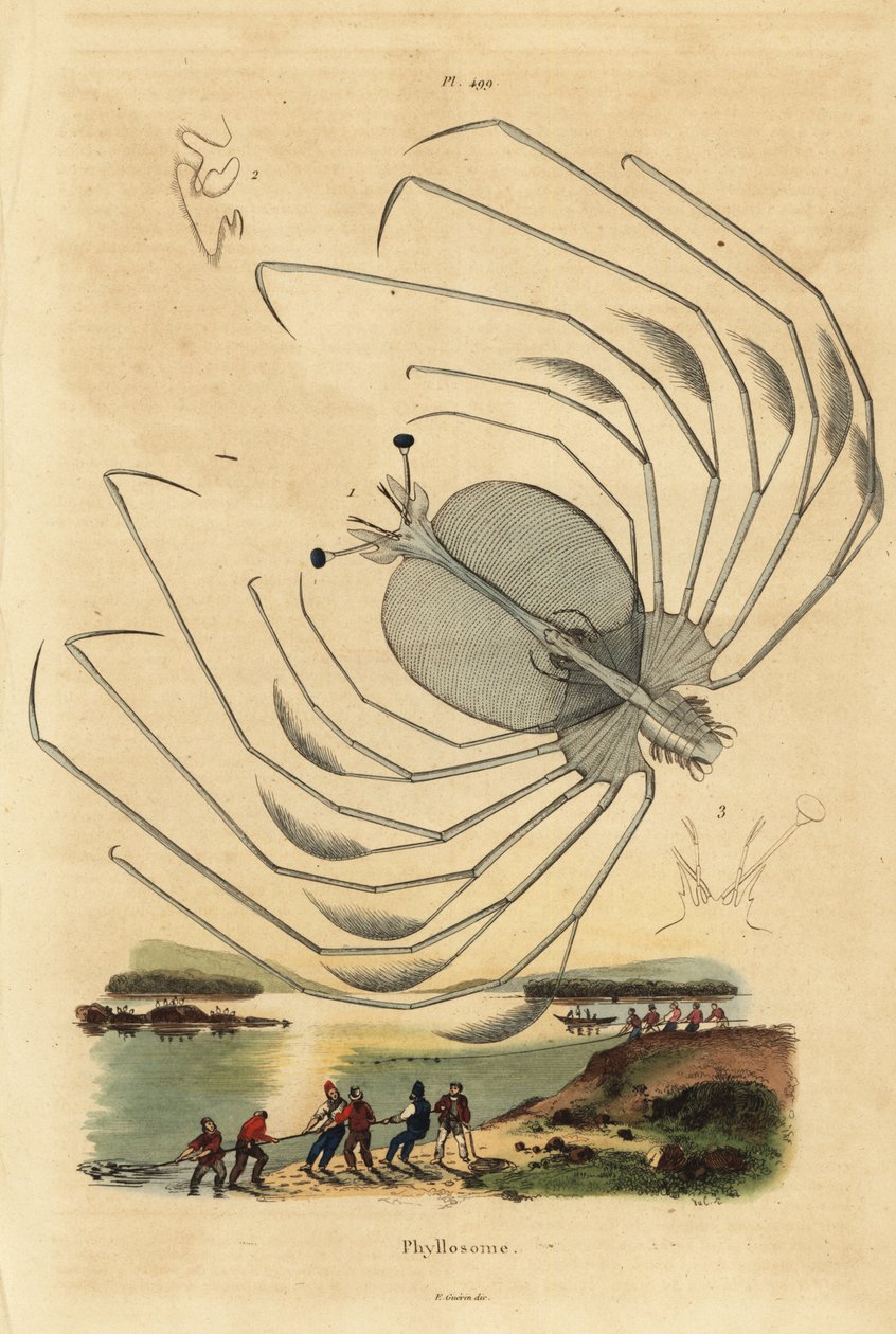 Phyllosoma larvestadium af en jomfruhummer, Palinurus elephas af Unbekannt