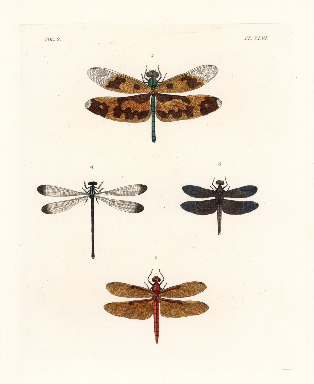 Billedvinge guldsmed, Rhyothemis variegata 1, fulvous forest skimmer, Neurothemis fulvia 2, pied paddy skimmer, Neurothemis tullia 3, og shadowdamsel, Palaemnema paulina 4. Håndkoloreret litografi fra John O. Westwoods nye udgave af Dru Drury