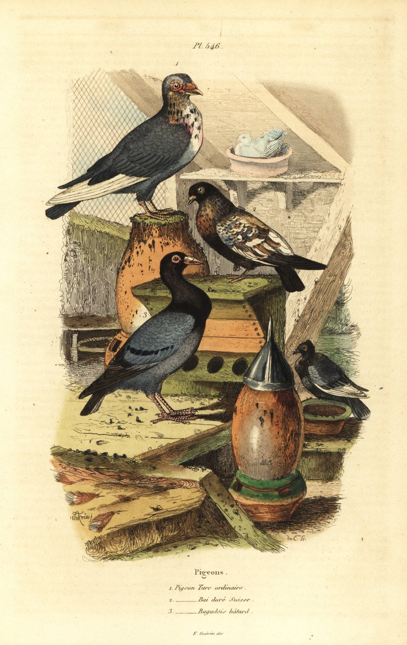 Due Columba livia racer: Almindelig tyrkisk due, Swiss Golden Bay, Bastard Bagadais af Unbekannt